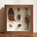 Botanical Specimen Photo Frame