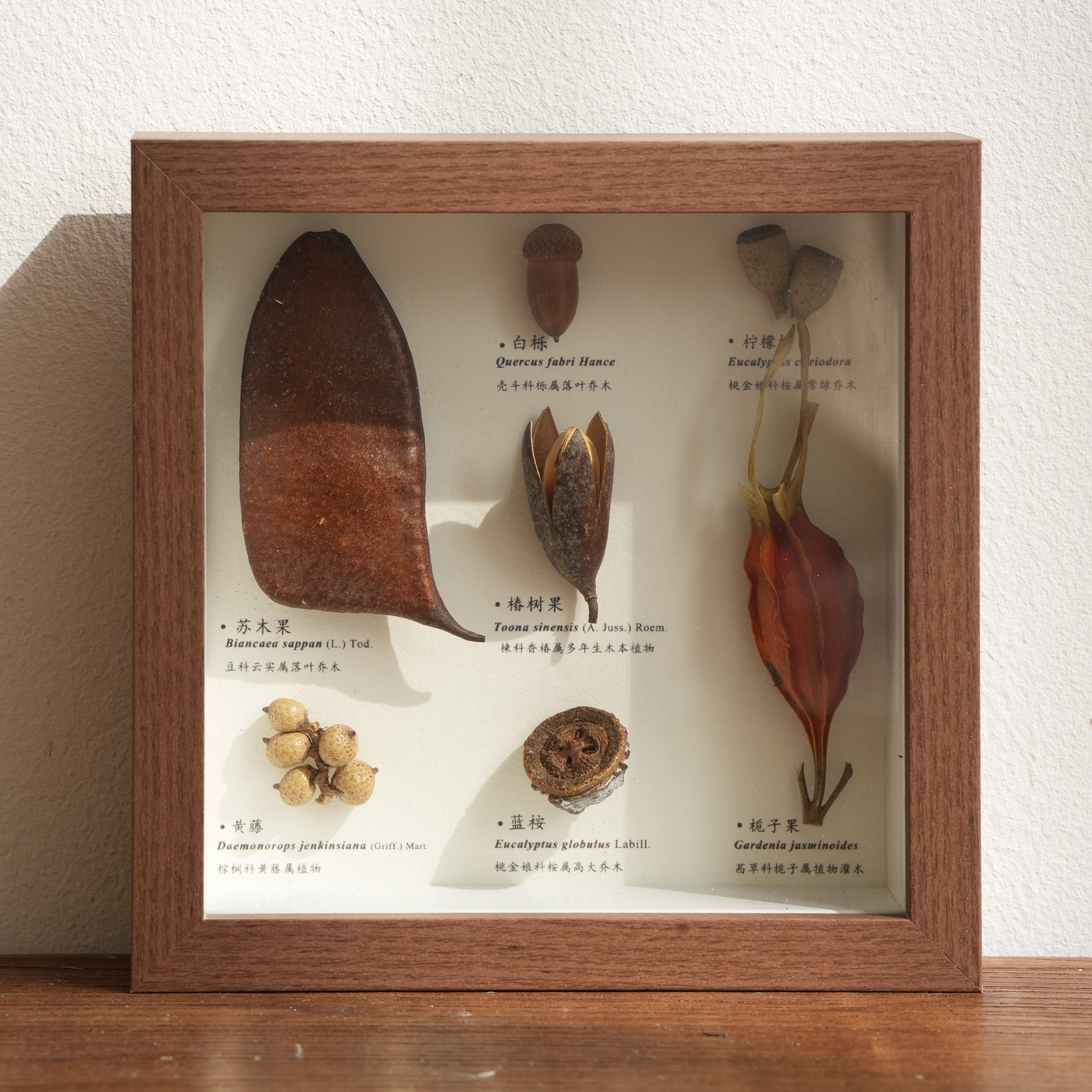 Botanical Specimen Photo Frame