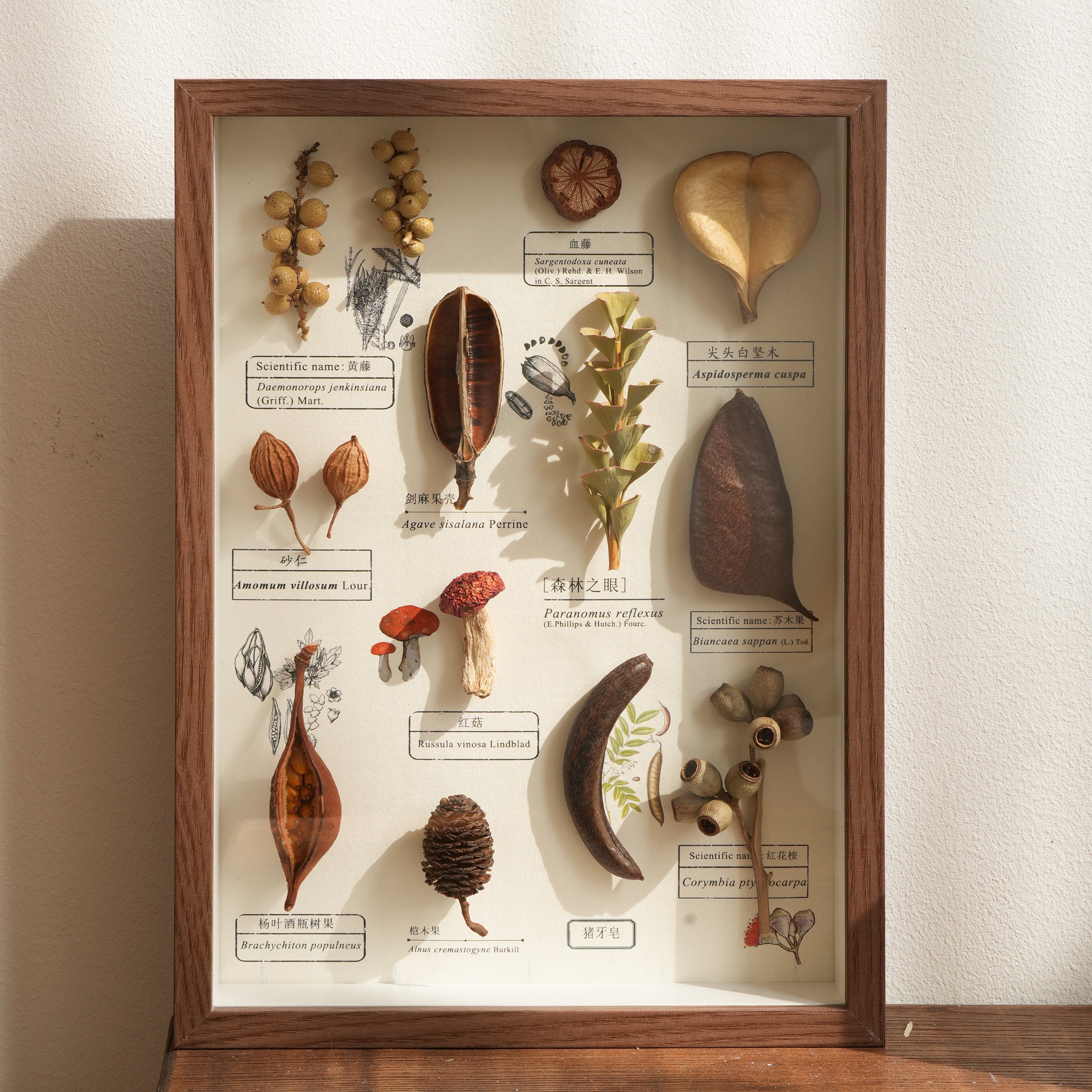 Botanical Specimen Photo Frame