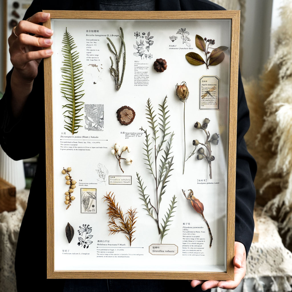 Preserved Botanical Frames