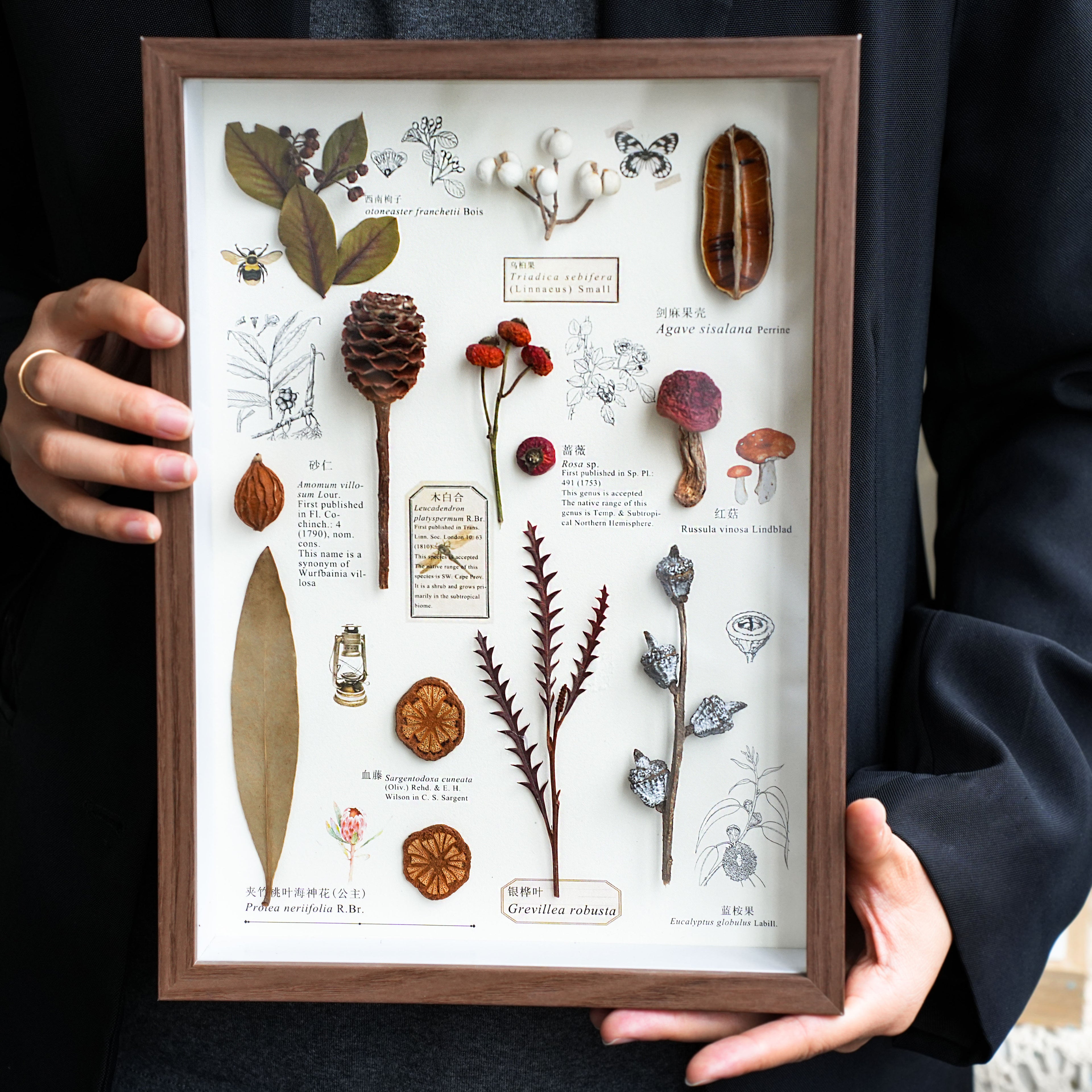 Preserved Botanical Frames