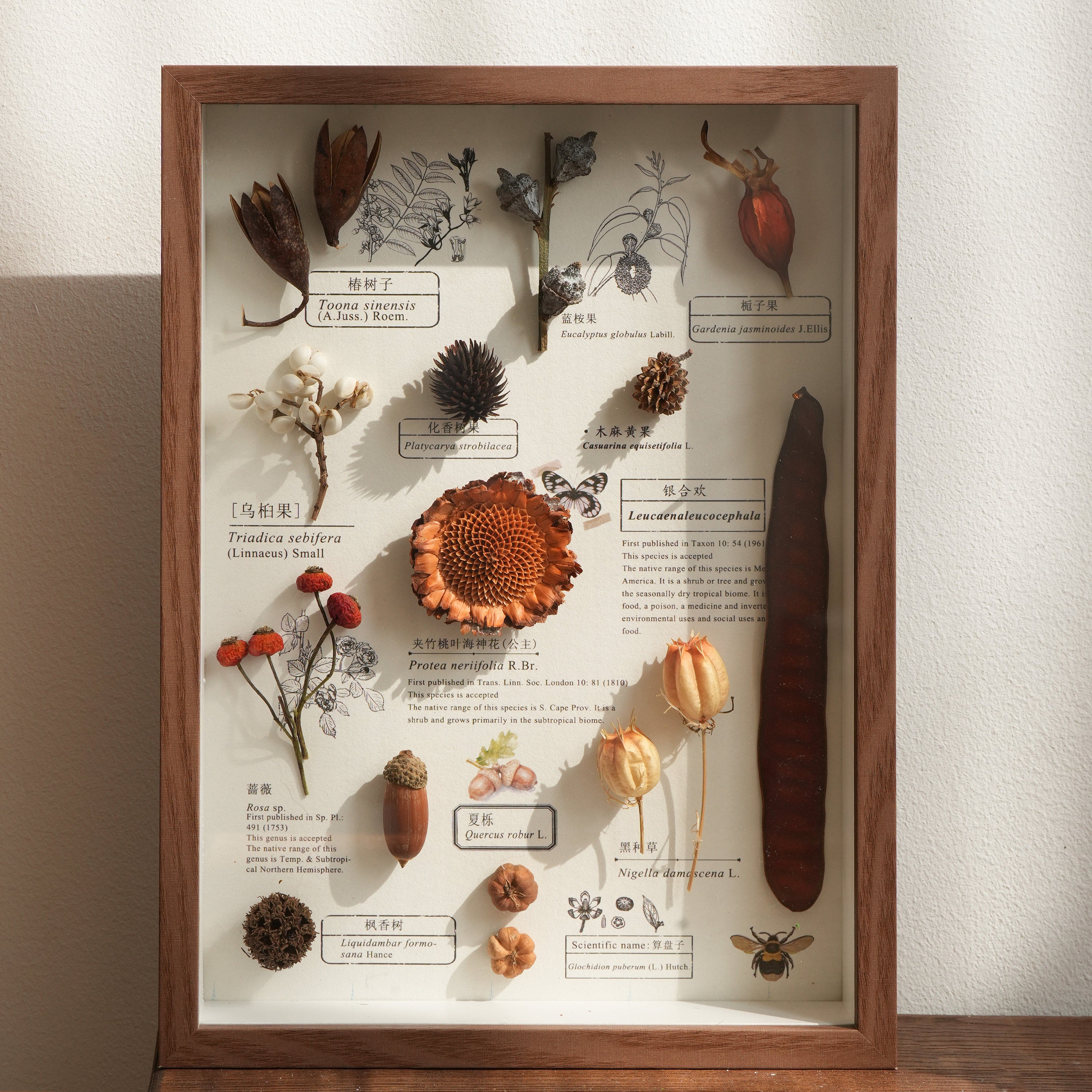Botanical Specimen Photo Frame