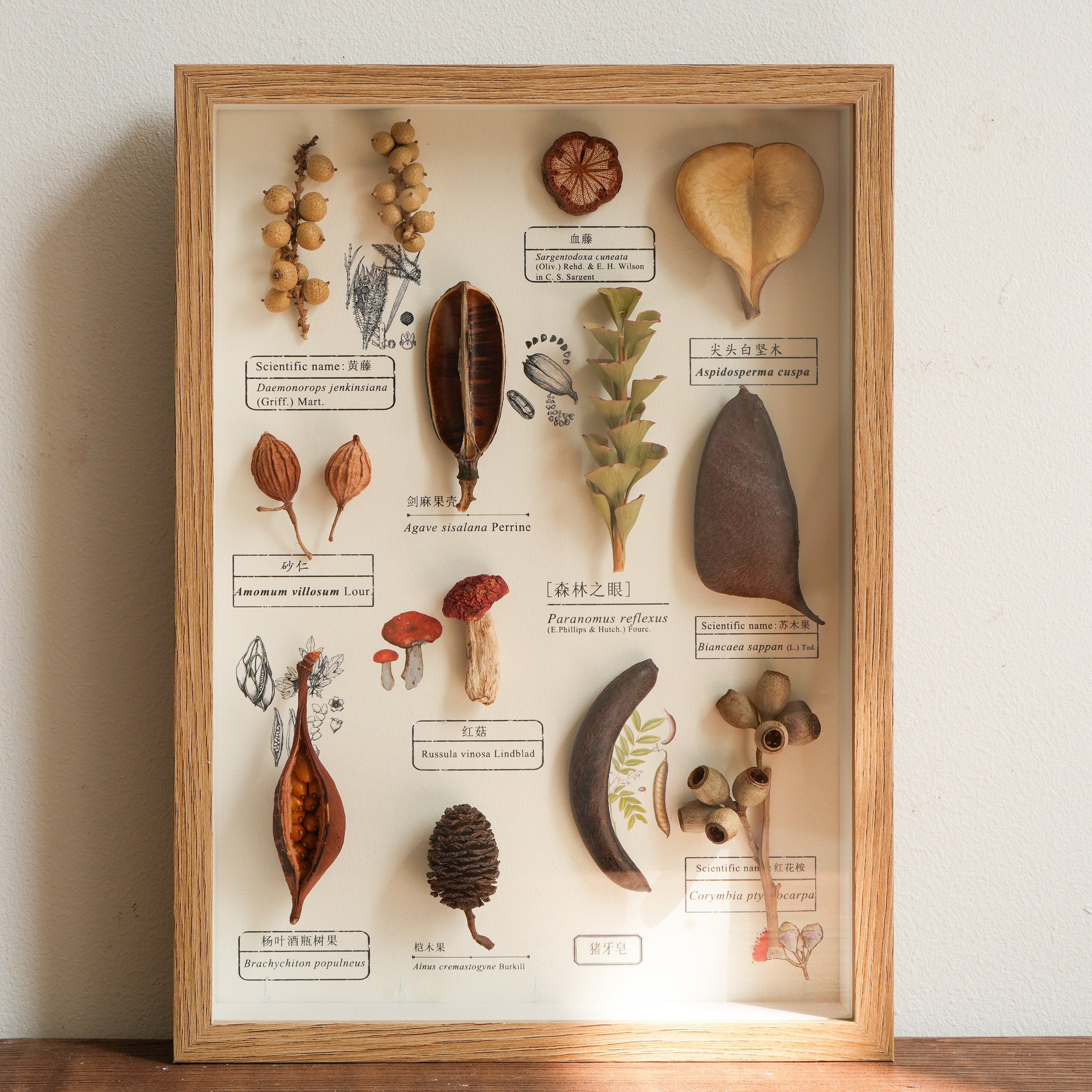 Botanical Specimen Photo Frame