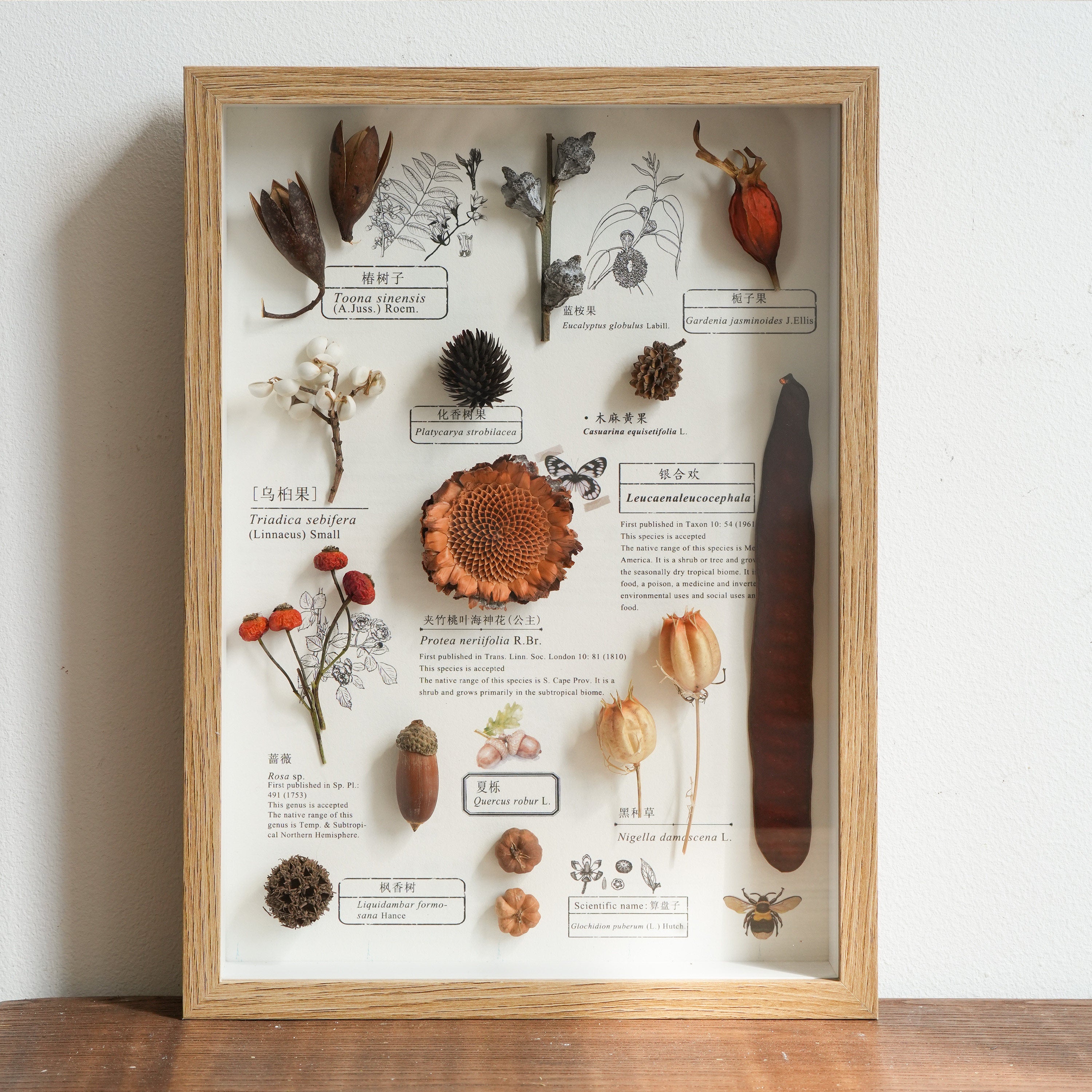 Preserved Botanical Frames