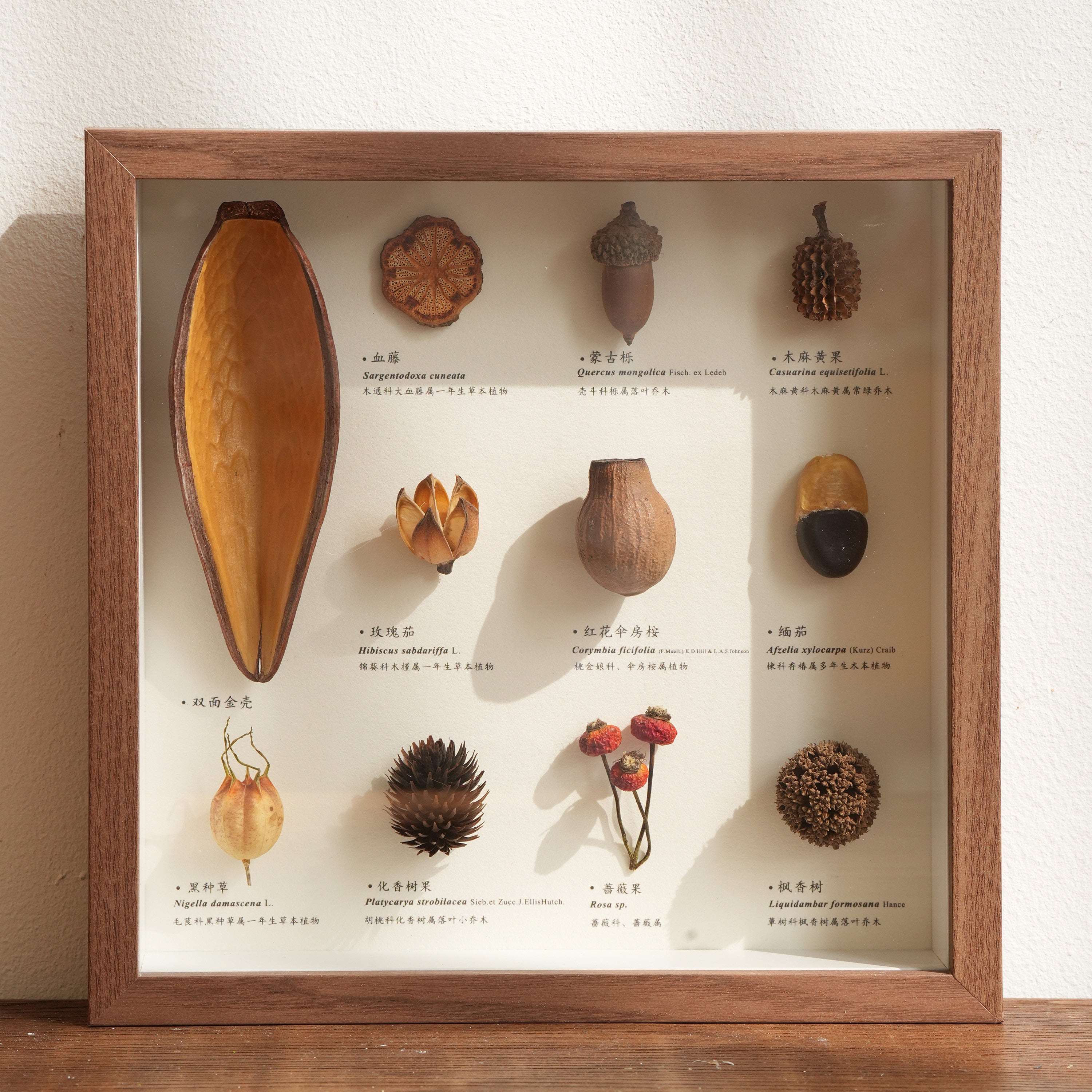 Botanical Specimen Photo Frame