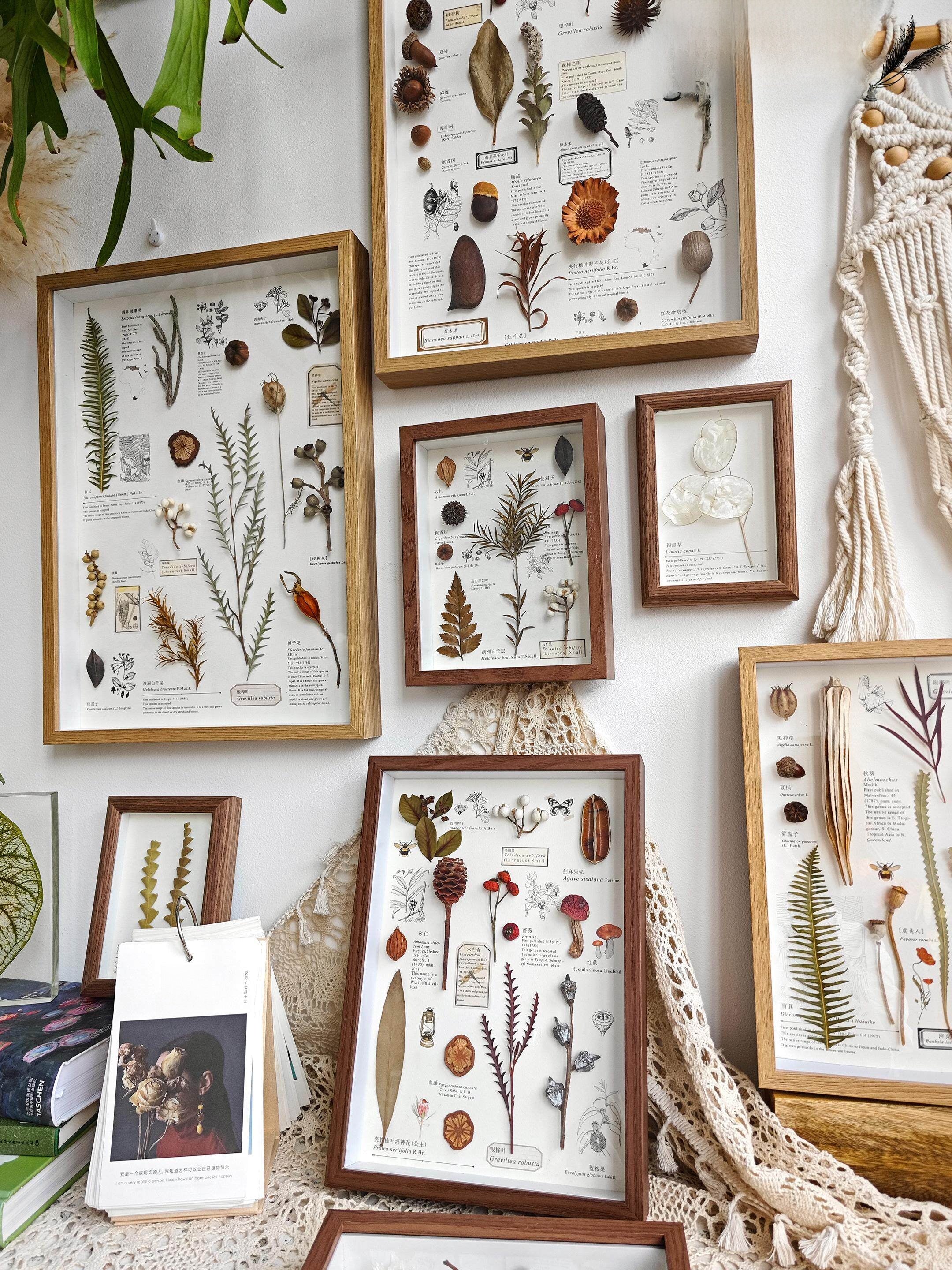 Preserved Botanical Frames