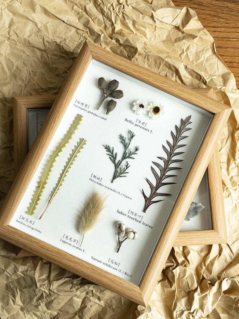 Vintage Preserved Botanical Specimen Frame