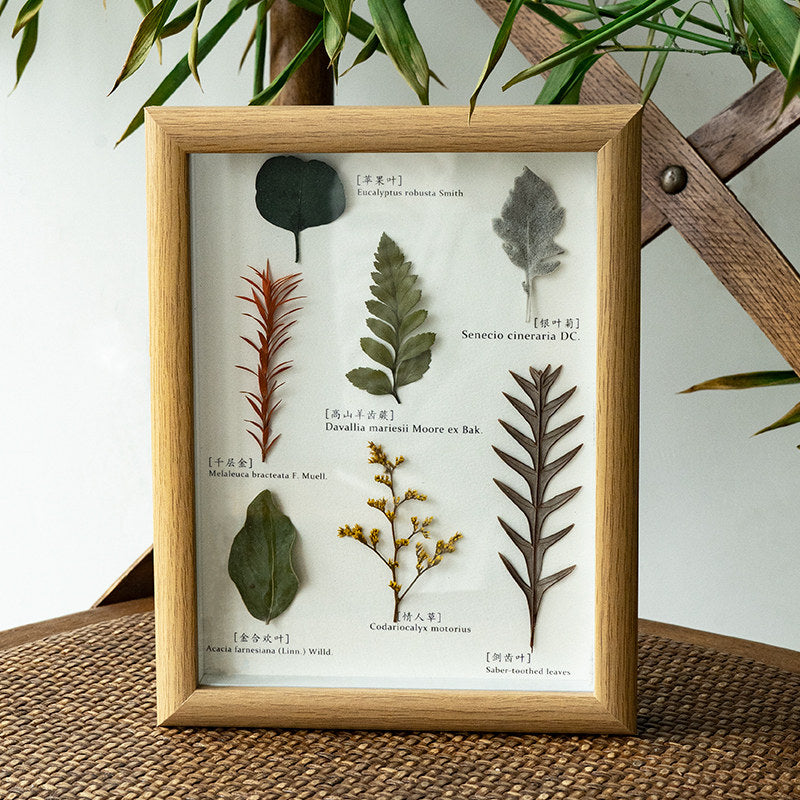 Vintage Preserved Botanical Specimen Frame