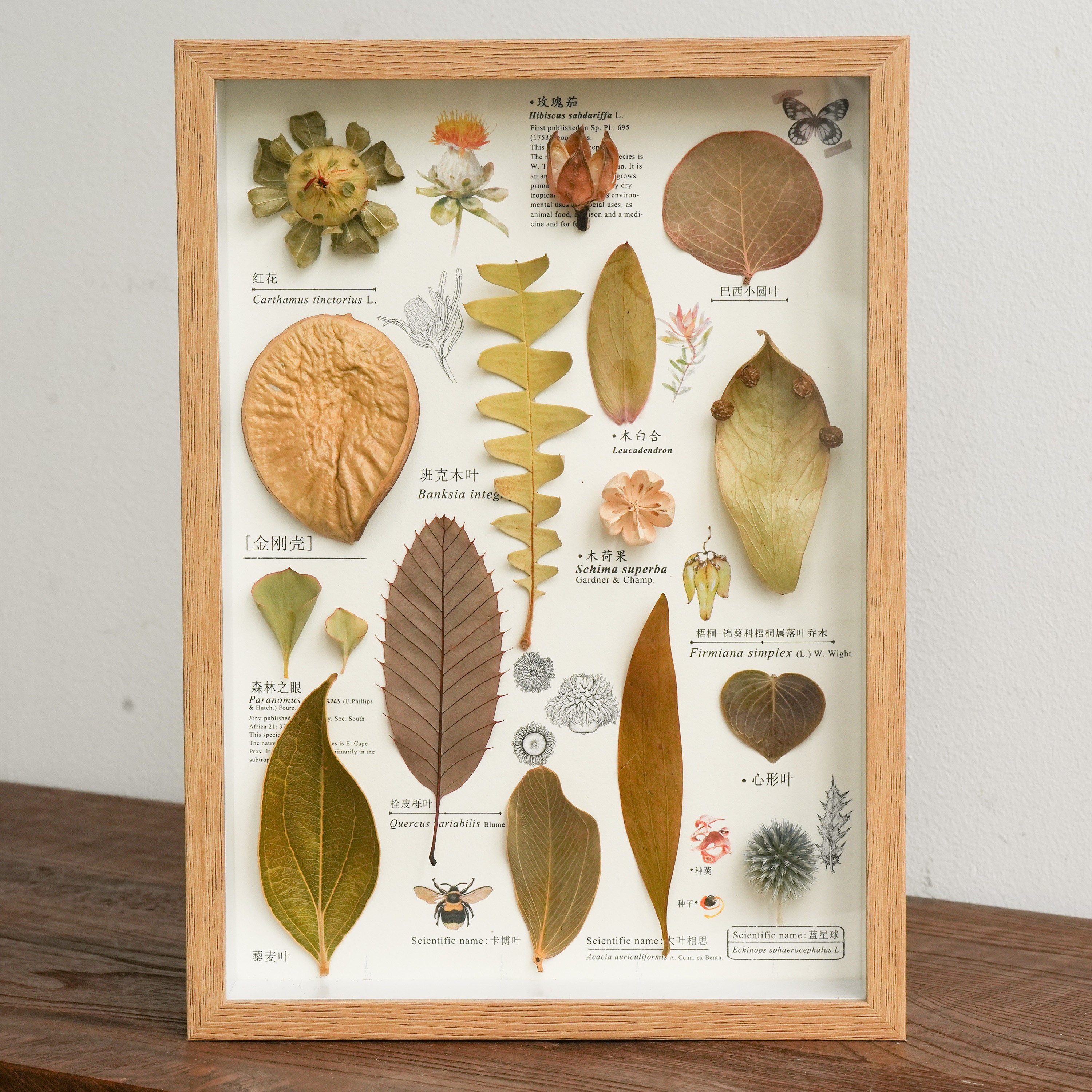 Preserved Botanical Frames