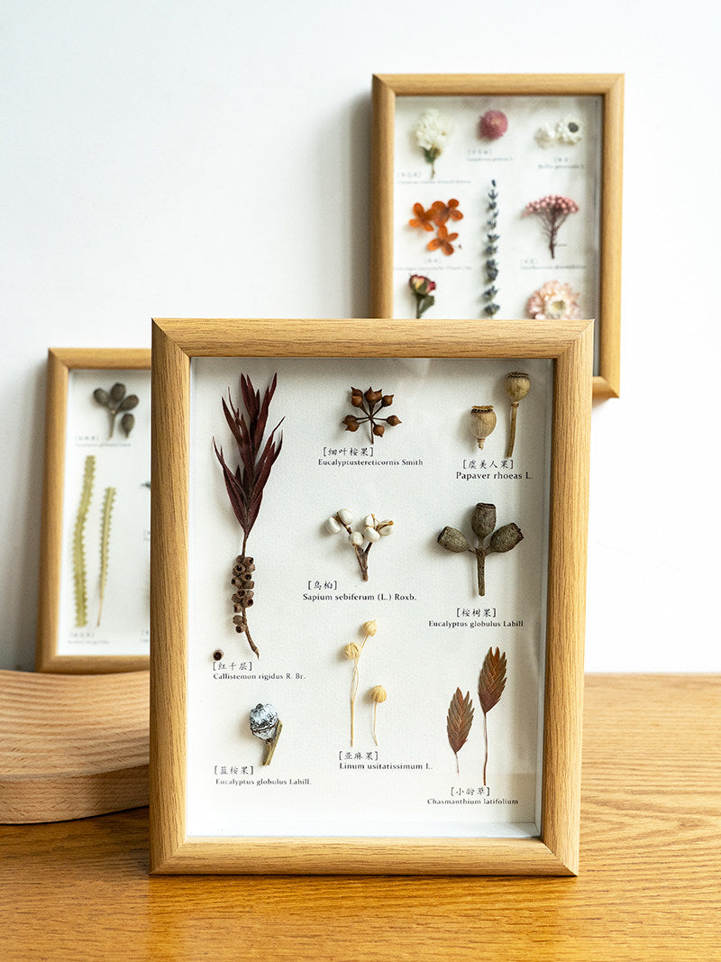 Vintage Preserved Botanical Specimen Frame