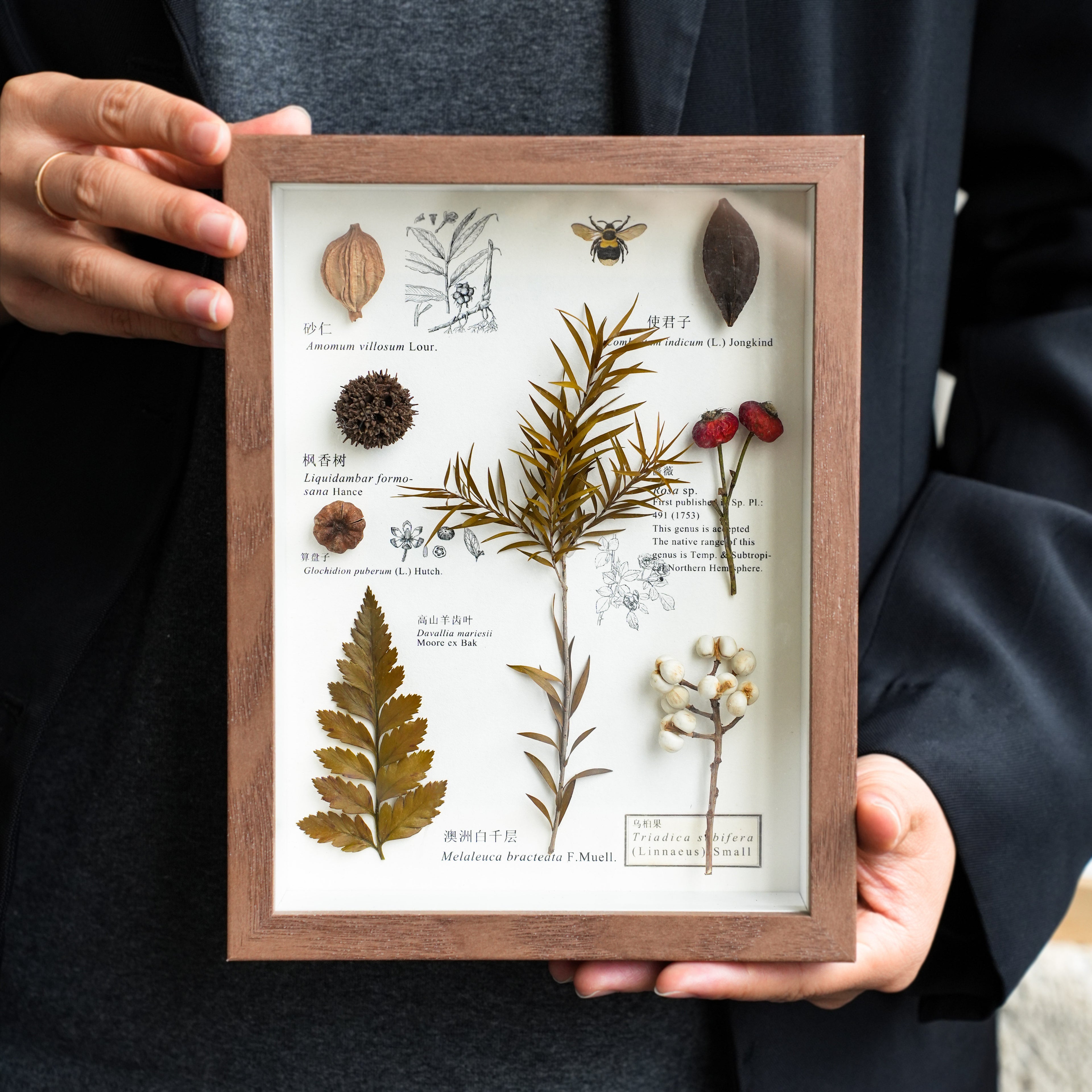 Preserved Botanical Frames