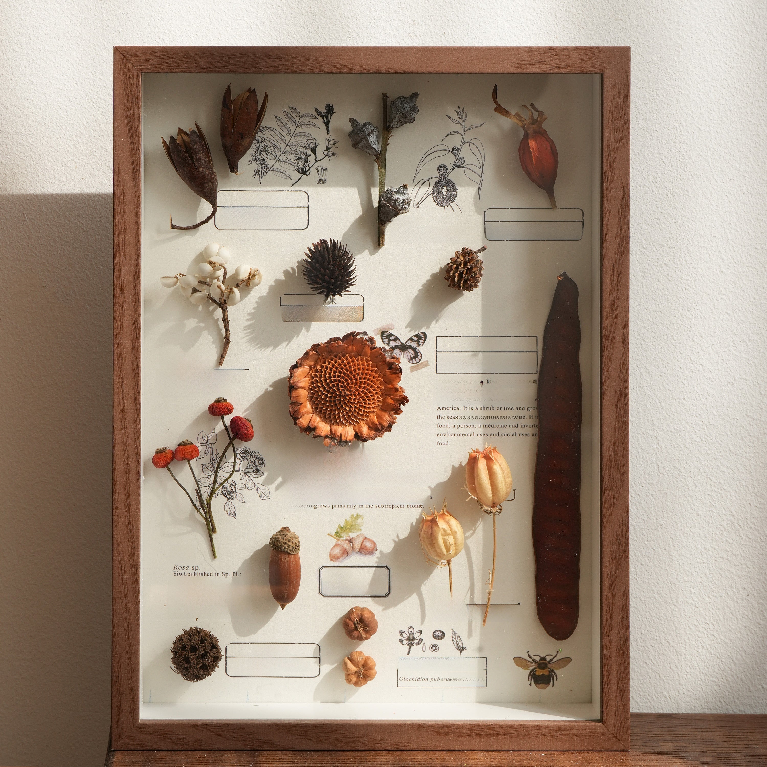 Preserved Botanical Frames