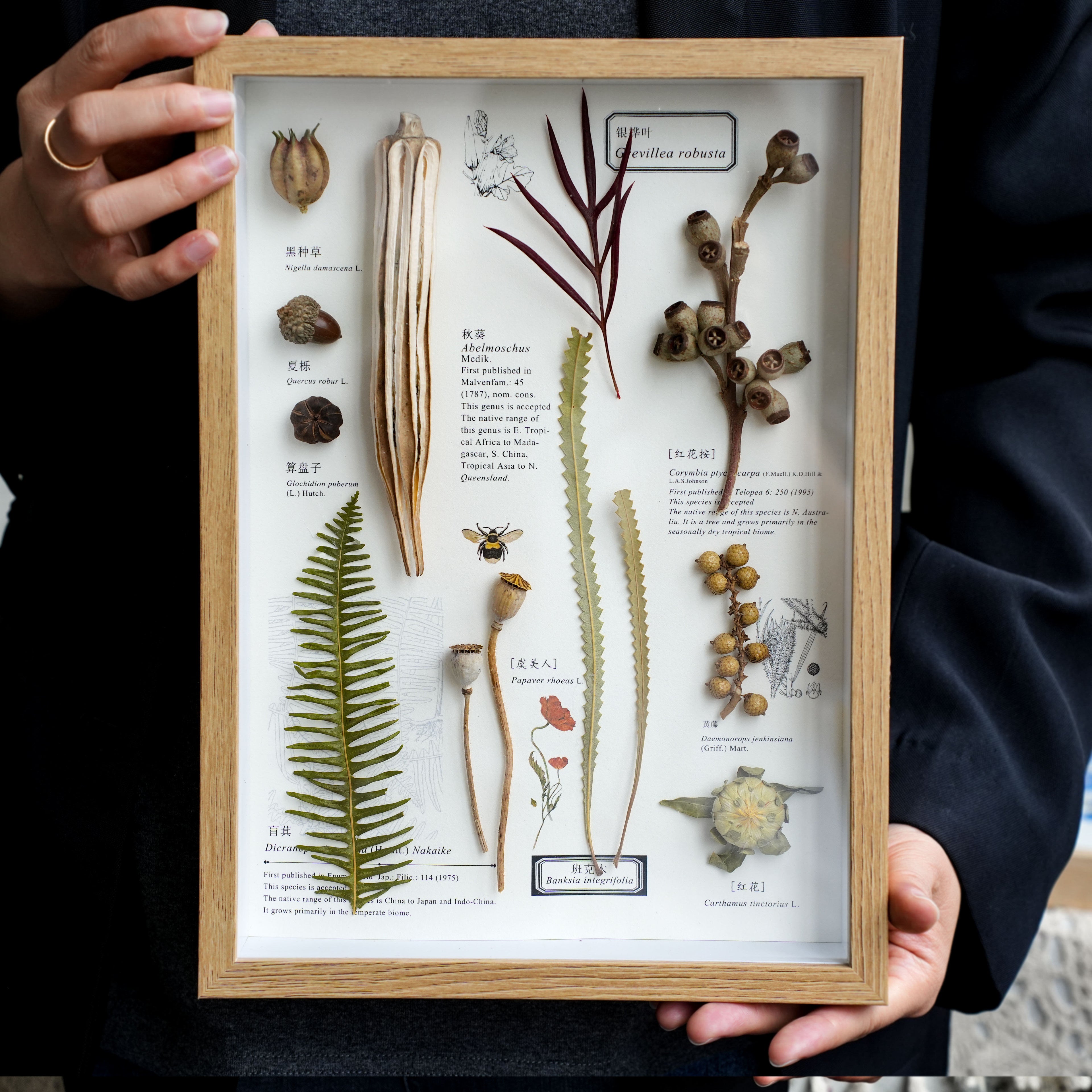 Preserved Botanical Frames