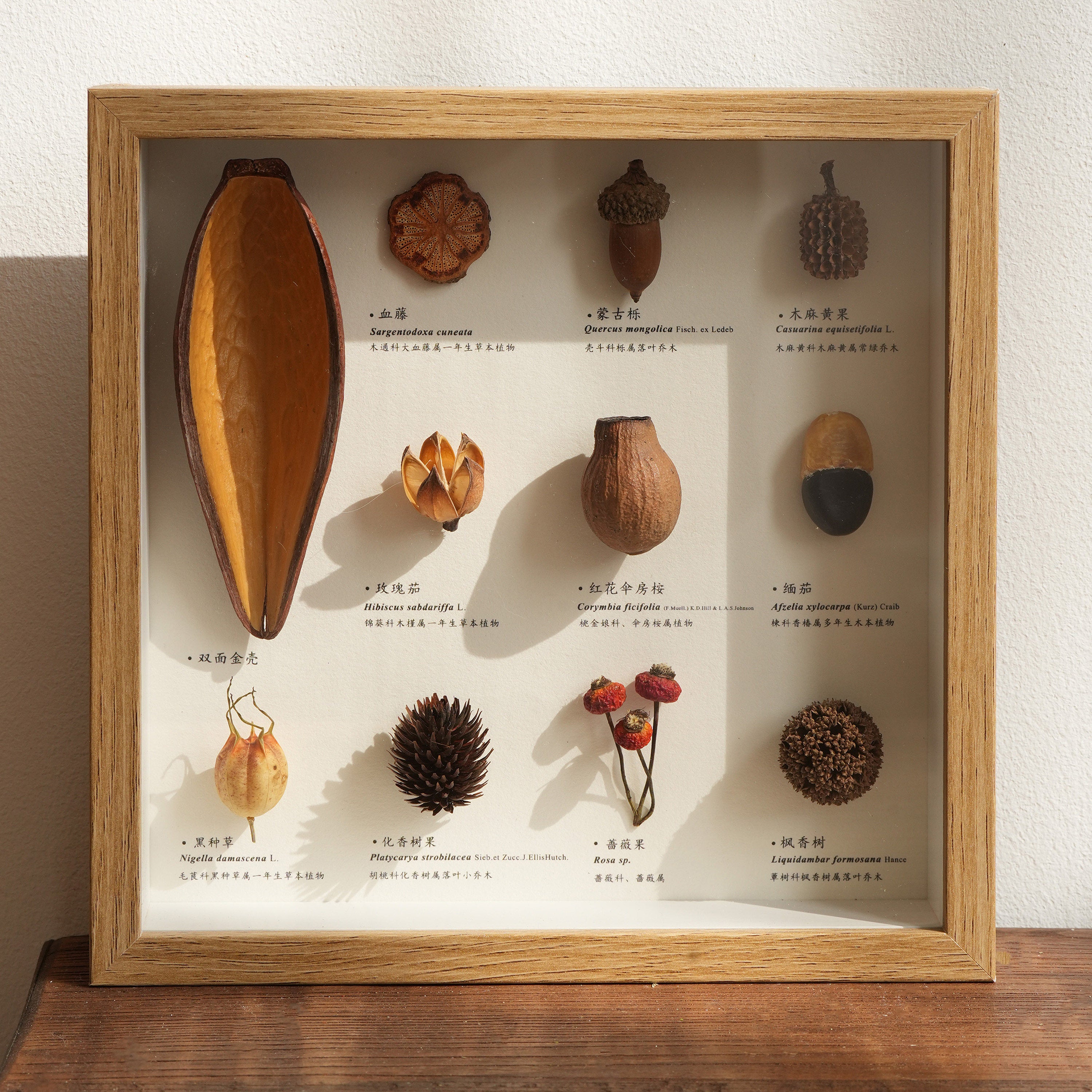 Botanical Specimen Photo Frame