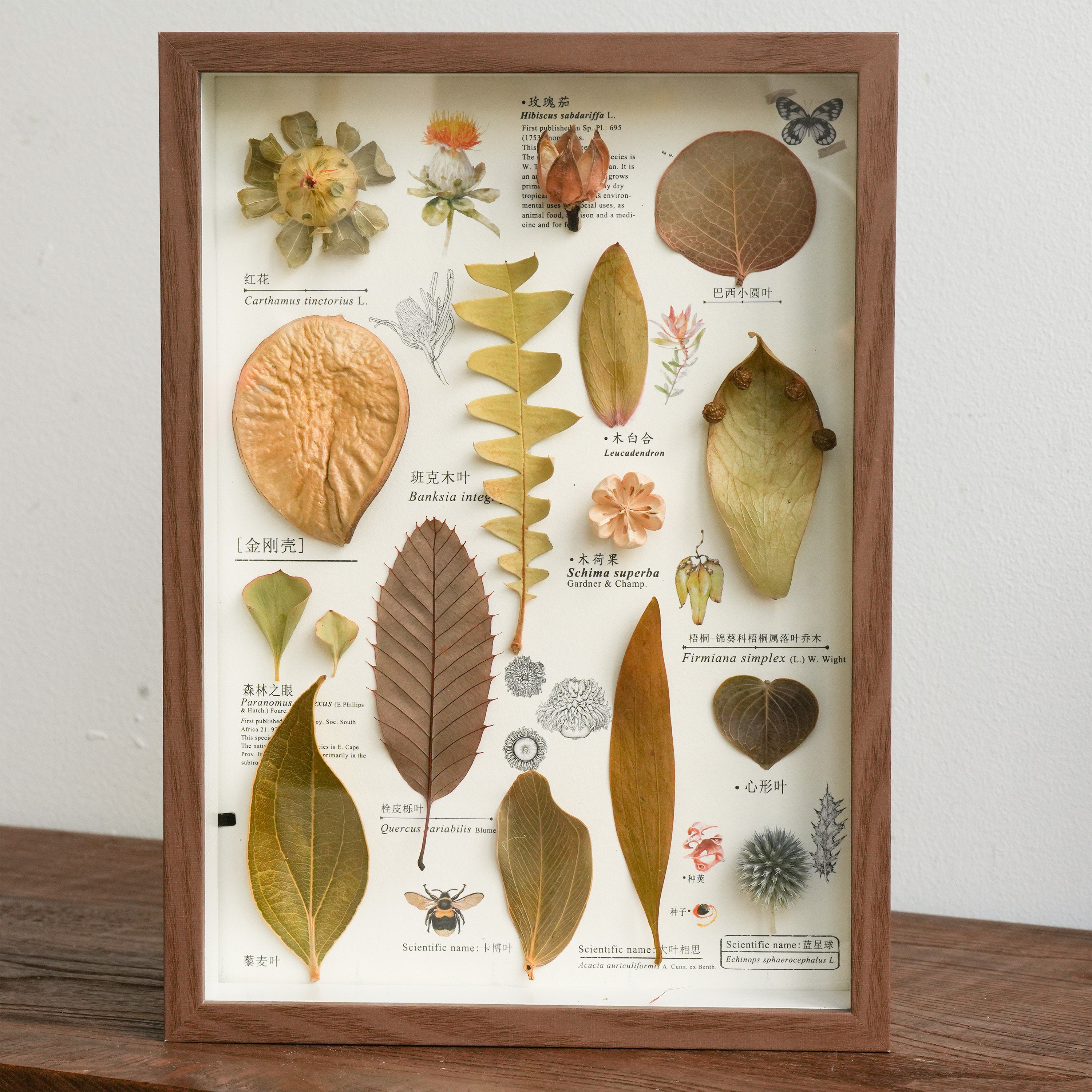 Preserved Botanical Frames
