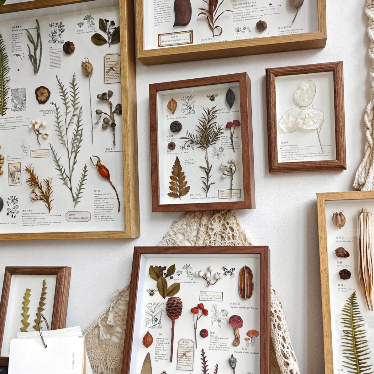 Preserved Botanical Frames