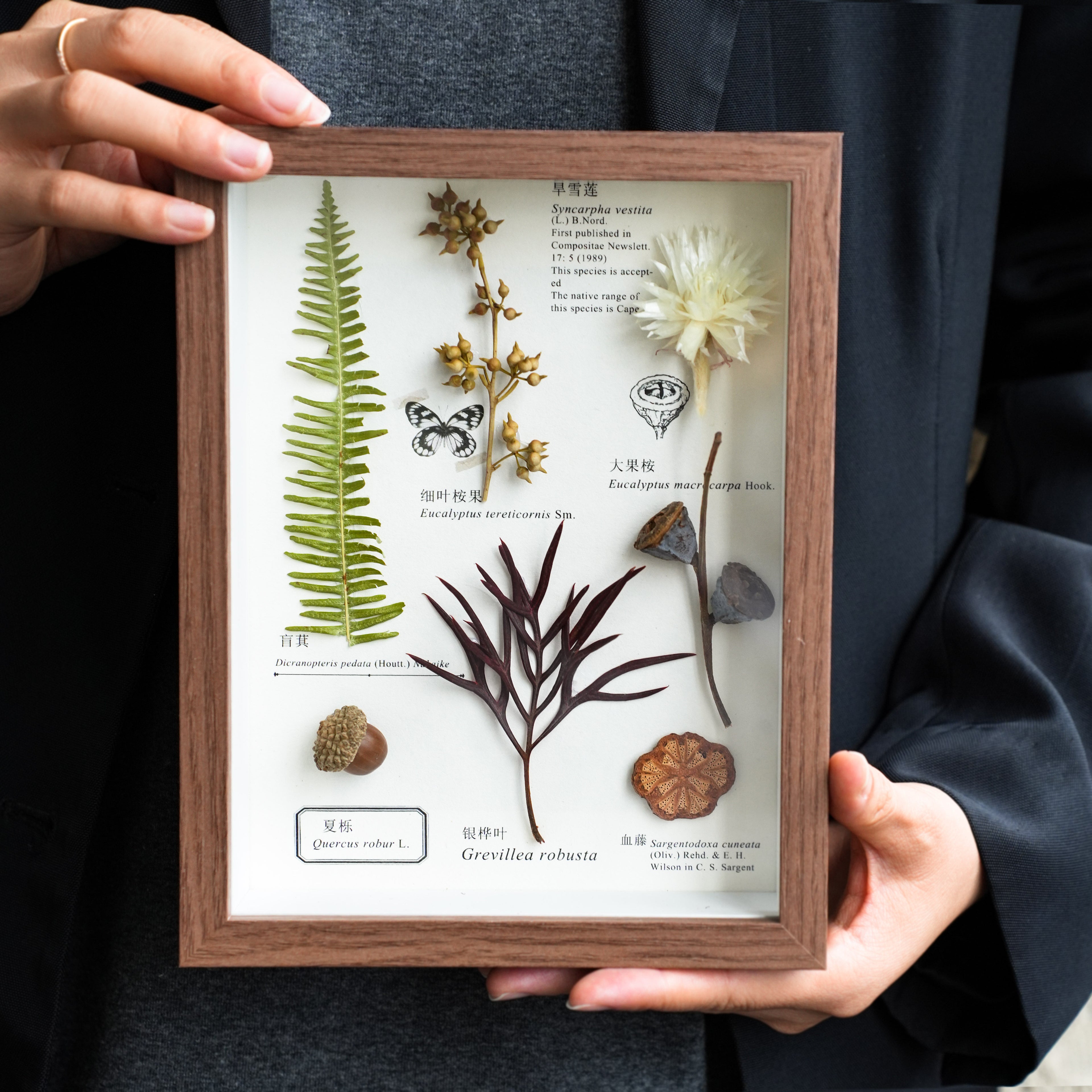 Preserved Botanical Frames
