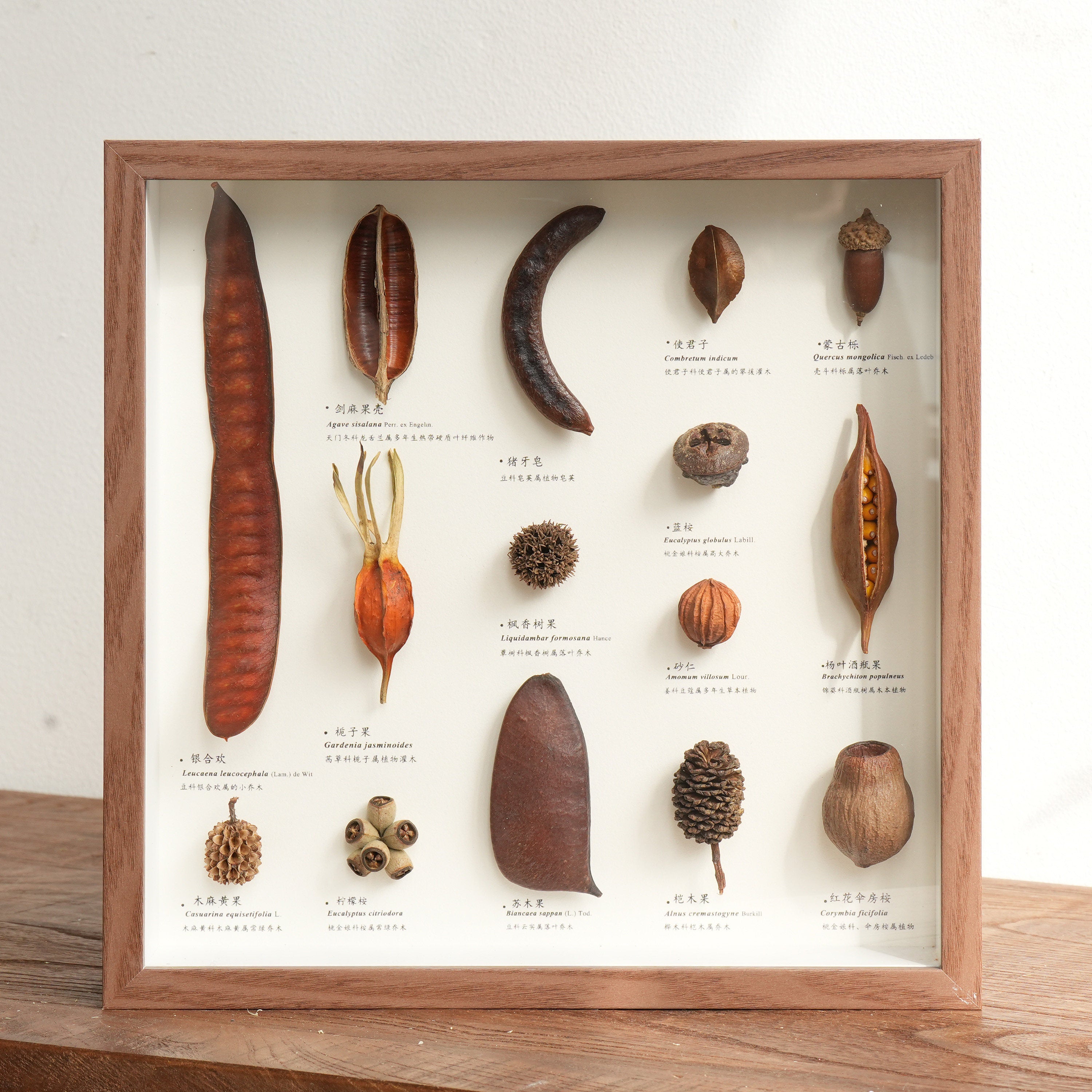 Botanical Specimen Photo Frame