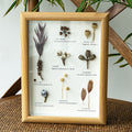 Vintage Preserved Botanical Specimen Frame