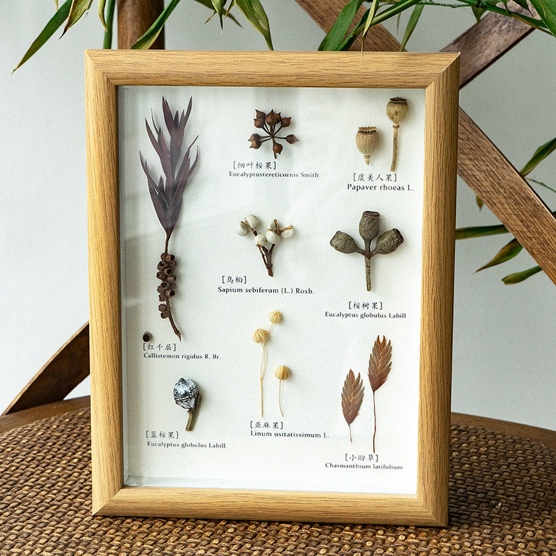 Vintage Preserved Botanical Specimen Frame