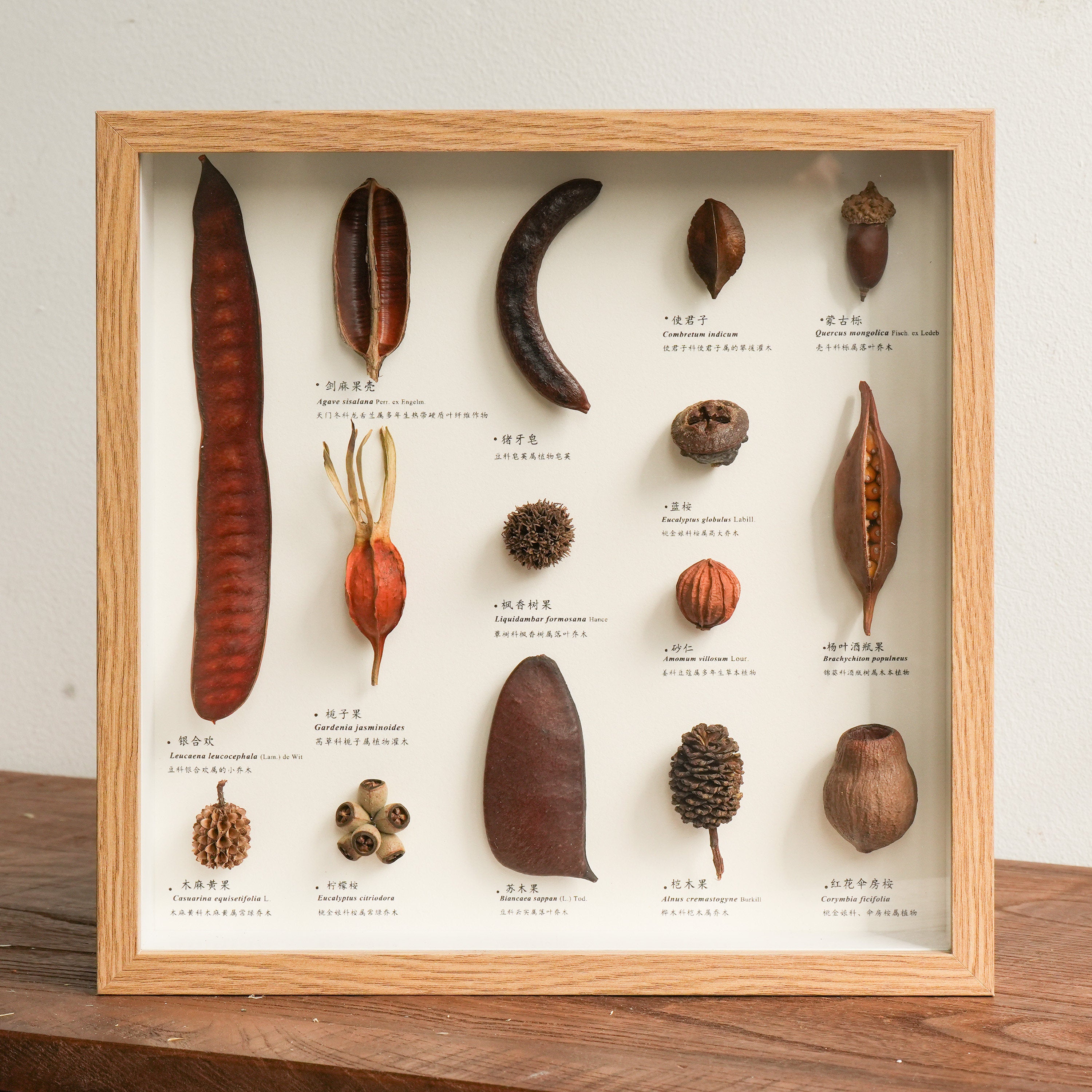 Botanical Specimen Photo Frame