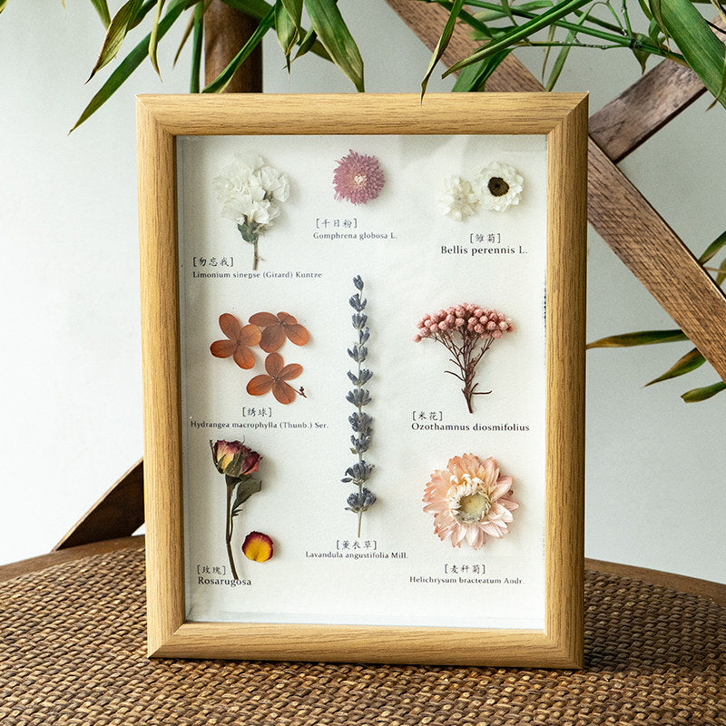 Vintage Preserved Botanical Specimen Frame