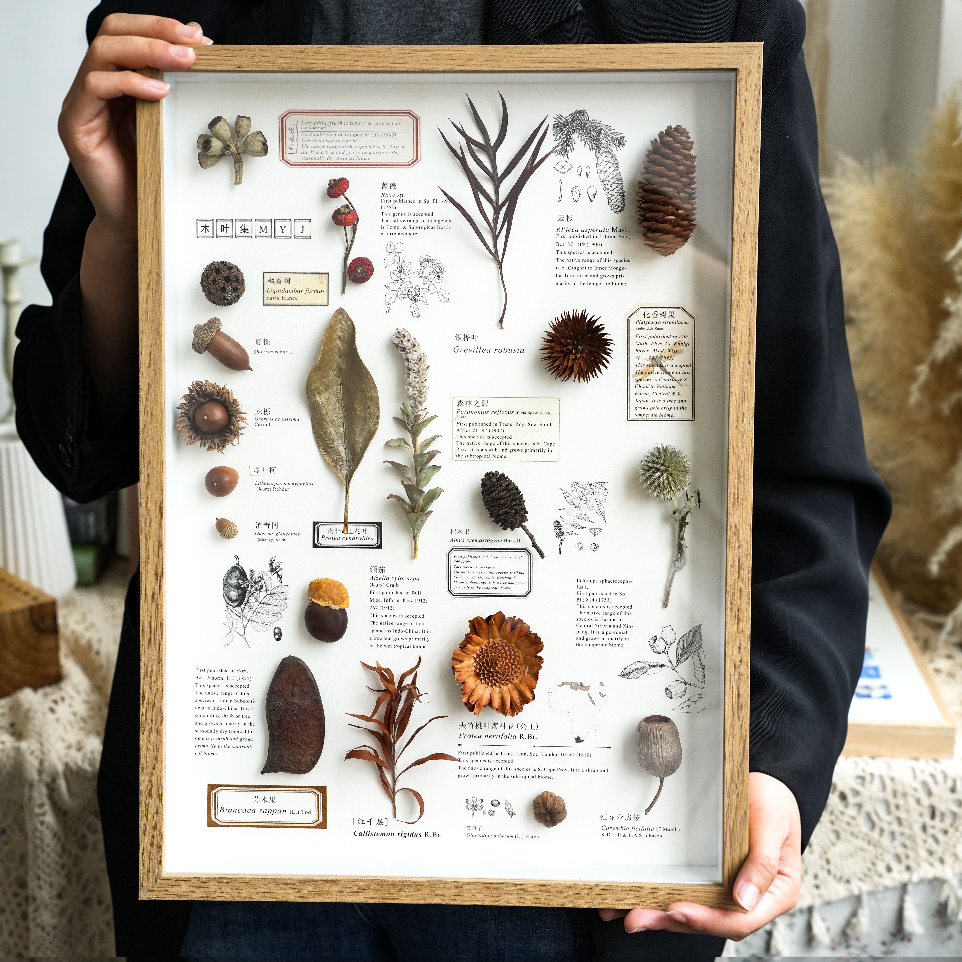 Preserved Botanical Frames