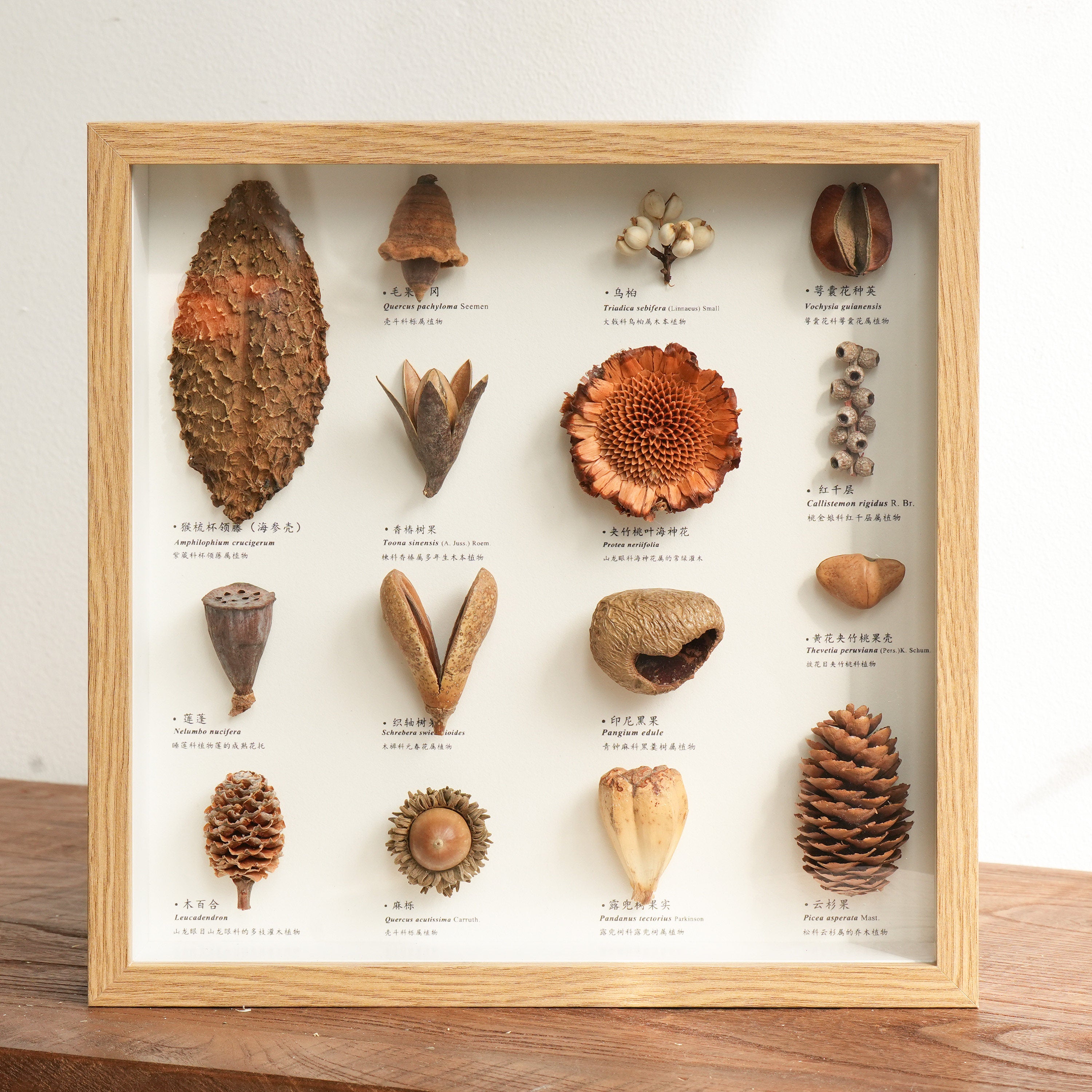 Botanical Specimen Photo Frame